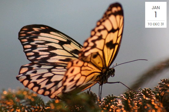 Butterfly on a plant zoomed view